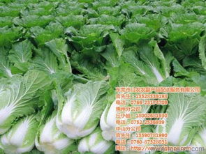 從田間到餐桌 山農(nóng)農(nóng)副產(chǎn)品配送的高效蔬菜配送服務(wù)